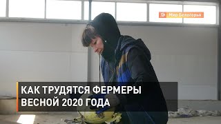 Как трудятся фермеры весной 2020 года