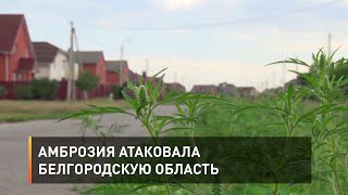Амброзия атаковала Белгородскую область