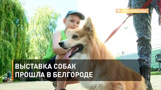 Выставка собак прошла в Белгороде 
