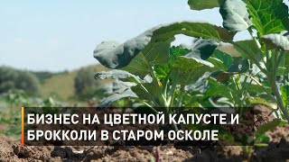 Бизнес на цветной капусте и брокколи в Старом Осколе