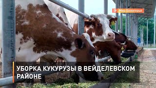 Уборка кукурузы в Вейделевском районе