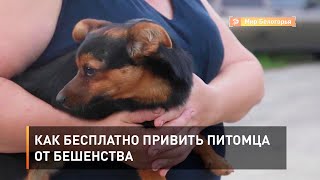 Как бесплатно привить питомца от бешенства