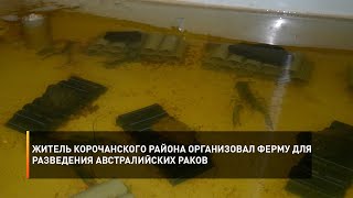 Житель Корочанского района организовал ферму для разведения австралийских раков