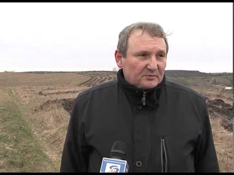Молодую дубраву высадили и в Шебекинском районе