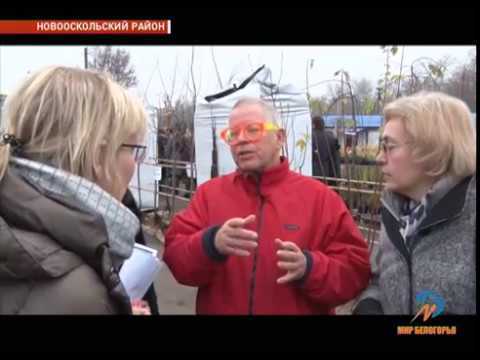 Идеи обустройства Нового Оскола