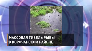 Массовая гибель рыбы в Корочанском районе