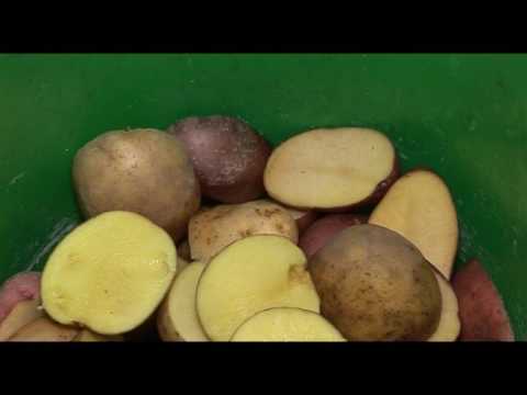 Проверка качества немецкого картофеля