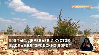 500 тыс. деревьев и кустов вдоль белгородских дорог 