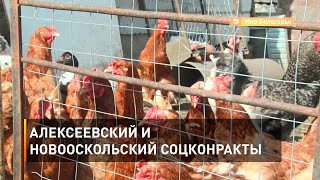 Алексеевский и новооскольский соцконракты 
