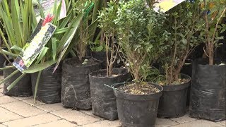 Как выбрать хорошие саженцы