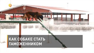 Как собаке стать таможенником 