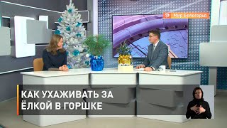 Как ухаживать за ёлкой в горшке
