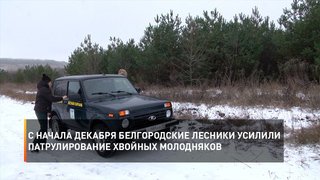 С начала декабря белгородские лесники усилили патрулирование хвойных молодняков