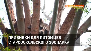 Прививки для питомцев старооскольского зоопарка 