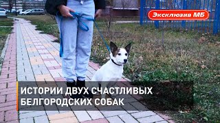 Истории двух счастливых белгородских собак 