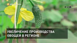 Увеличение производства овощей в регионе