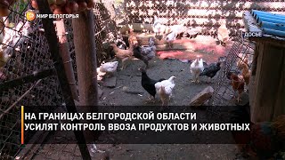 На границах Белгородской области усилят контроль ввоза продуктов и животных