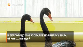 В Белгородском зоопарке появилась пара чёрных лебедей