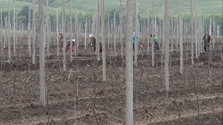 В Новом Осколе заложили яблоневый сад