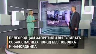 Белгородцам запретили выгуливать собак опасных пород без поводка и намордника 