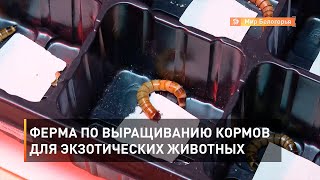 Ферма по выращиванию кормов для экзотических животных