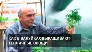 Как в Валуйках выращивают тепличные овощи 