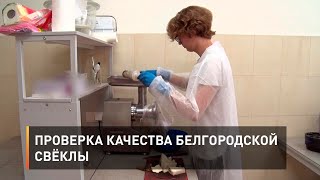 Проверка качества белгородской свёклы