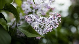 Как продлить цветение сирени