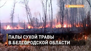 Палы сухой травы в Белгородской области