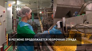 В регионе продолжается уборочная страда