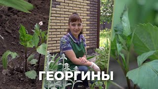 «Зеленее будет». Георгины