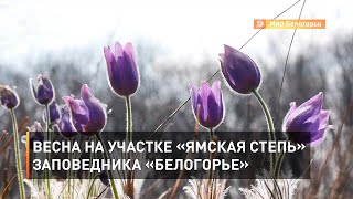 Весна на участке «Ямская степь» заповедника «Белогорье»