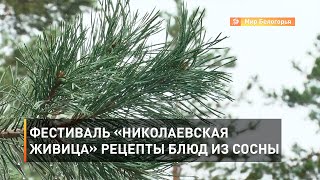 Фестиваль «Николаевская живица»: рецепты блюд из сосны 