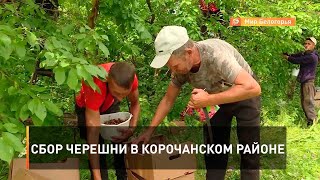 Сбор черешни в Корочанском районе