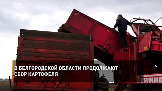 В Белгородской области продолжают сбор картофеля