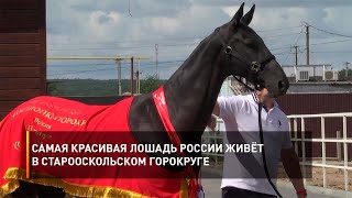 Самая красивая лошадь России живёт в Старооскольском горокруге