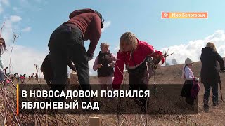 В Новосадовом появился яблоневый сад