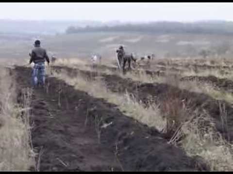 В Красненском районе появится дубрава