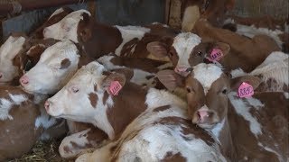 Зачем переходить на электронную ветеринарную сертификацию