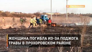 Женщина погибла из-за поджога травы в Прохоровском районе