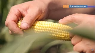 Новая органическая продукция белгородских фермеров