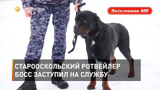 Старооскольский ротвейлер Босс заступил на службу 
