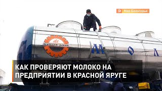 Как проверяют молоко на предприятии в Красной Яруге