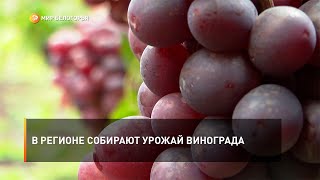 В регионе собирают урожай винограда