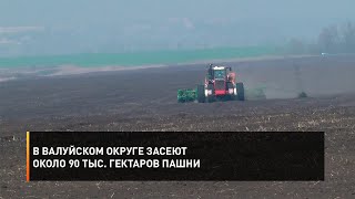 В Валуйском округе засеют около 90 тыс. гектаров пашни