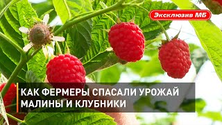 Как фермеры спасали урожай малины и клубники 
