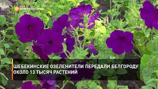 Шебекинские озеленители передали Белгороду около 13 тысяч растений