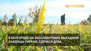 В Белгороде на экосубботнике высадили саженцы сирени, сосны и дуба