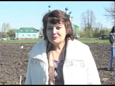 В Яковлевском районе высадили березовую аллею