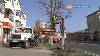 Больные каштаны в Белгороде заменят липами